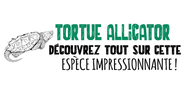 Tortue alligator : découvrez tout sur cette espèce impressionnante !