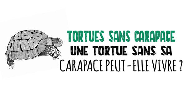 Tortues sans carapace : Une tortue sans sa carapace peut-elle vivre ?