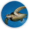 Rundes Strandtuch mit Schildkrötenmotiv – Dunkelblau