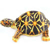 Peluche Tortue de Terre - 39 cm