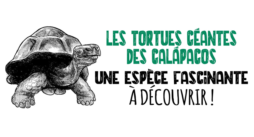 Les tortues géantes des Galápagos : Une espèce fascinante à découvrir !