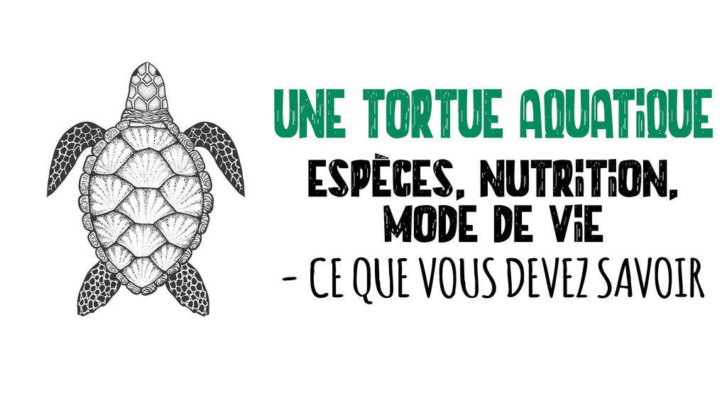 Une tortue aquatique : espèces, nutrition, mode de vie - Ce que vous devez savoir