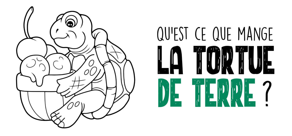 Qu'est-ce que mange la tortue de terre ?