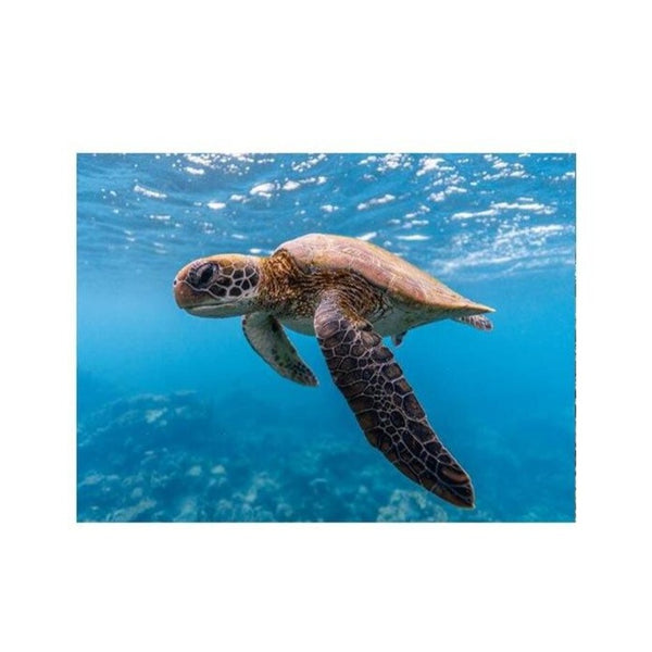 Affiche Tortue Marine