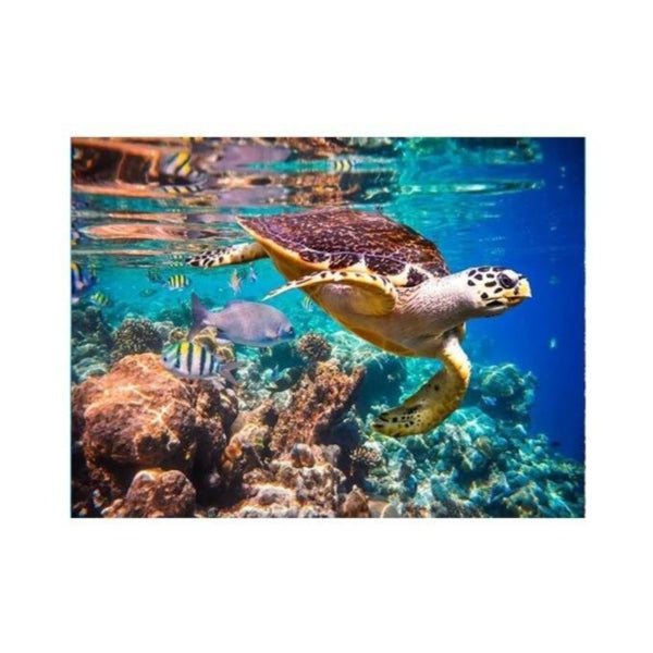 Sea Turtle Affisch - Liberty