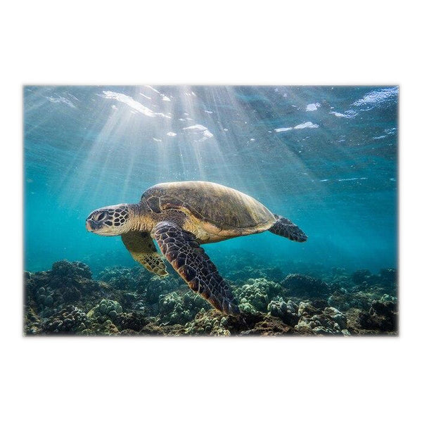 Affisch Navy Turtle - solljus