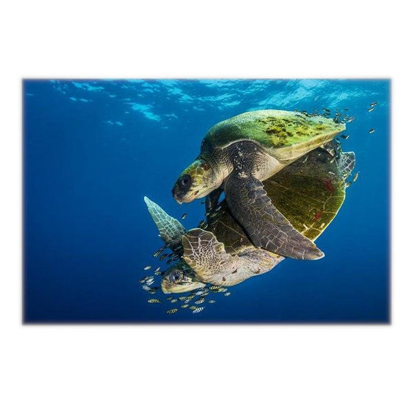 Sea Turtle Poster - i duett