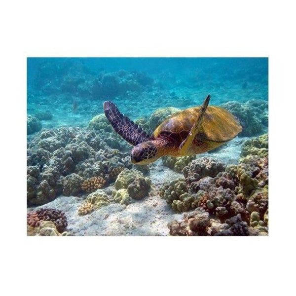 Sea Turtle Poster - Serenity